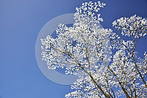 Snow tree on blue sky