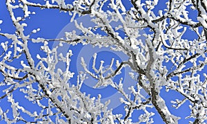 Snow tree on blue sky