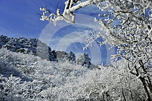 Snow tree on blue sky