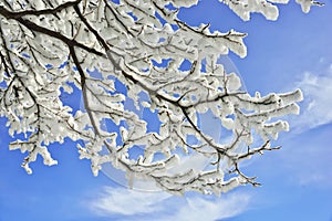 Snow tree on blue sky