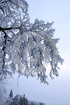 Snow tree branch