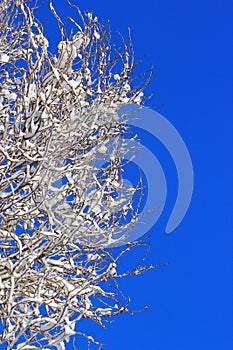 Snow on tree branches against blue sky background