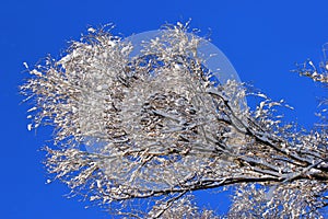 Snow on tree branches against blue sky background