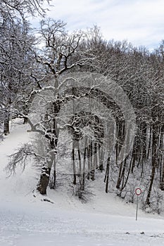 Snow, Tree Branches and Clear Sky