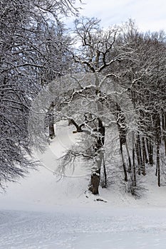 Snow, Tree Branches and Clear Sky