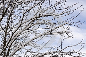 Snow, Tree Branches and Clear Sky