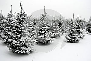 Snow at the tree farm