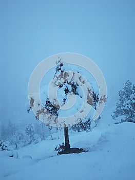 Snow tree images at gilgitbaltistan mountains