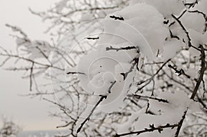 Snow on the tree/snow on the branch