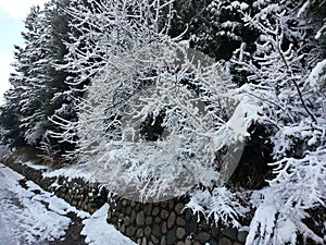 Snow tree 3 photo
