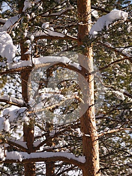 Snow, tree trunk and woods in winter, nature and plants in environment at park in Europe. Outdoor, ice and forest with