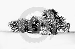 Snow and Trees