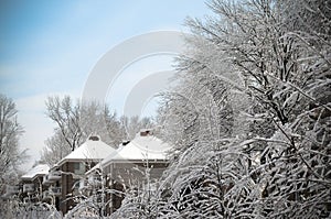 Snow trees