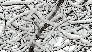 Snow on the trees