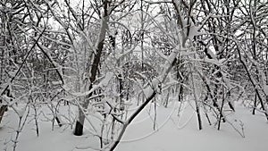 Snow on the trees