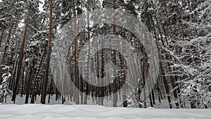 Snow on the trees