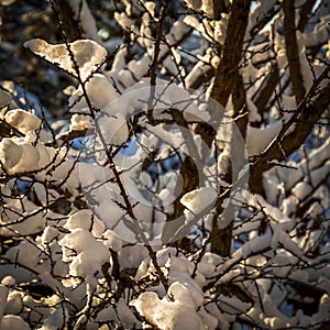 Snow on the trees