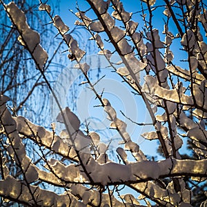 Snow on the trees