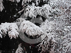 snow on trees