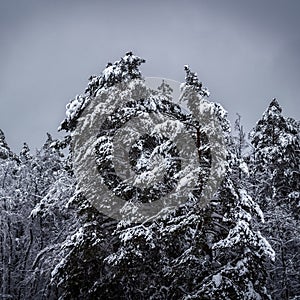 Snow on the trees