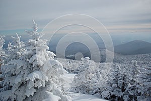 Snow on Trees