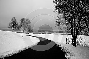 Snow and trees