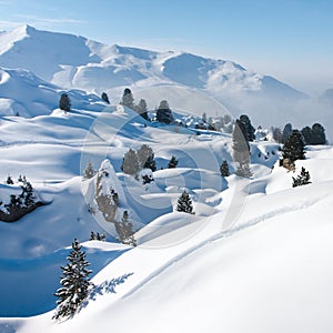 Snow and trees. The Alps