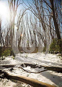 La nieve árboles 