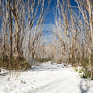 La nieve árboles 