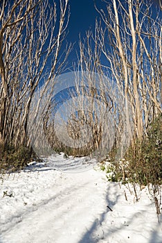 La nieve árboles 