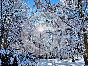 snow on trees and bushes. Park. Winter. Maribor. Slovenia