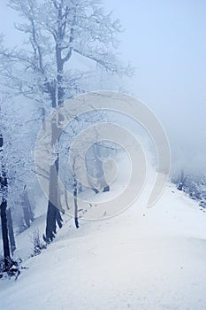 Snow trees, Carpathian Mountains