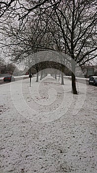 Snow trees on dual carriageway