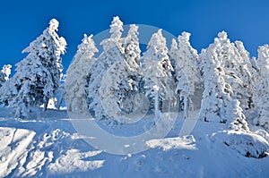 Snow on trees at high altitude on mountain, winter landscape