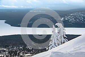 Snow trees on hillside on winter day. Frozen forest in cold weather. Pine branches and coniferous needles