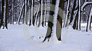 Snow trees in line