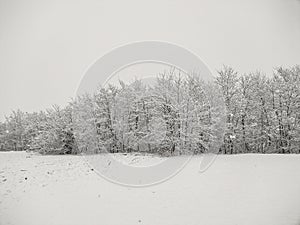 Snow on the trees in Maramures county, Romania. Winter landscape