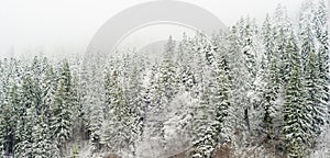 Snow Trees in mountains covered with fresh snow