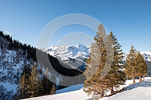 Snow and trees in the mountains on a sunny day, photographed between Kleine Scheidegg and Wengen Switzerland on the Fox Run trail.