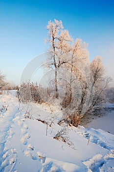 The snow and trees with rime sunrise