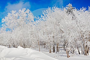 The snow and trees with soth rime and blue sky