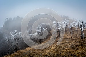 Snow trees, Tonglu, Nepal