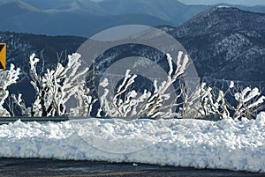 Snow on Trees