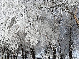 Snow Trees in Winter