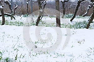 Snow on the trees of the winter vineyard