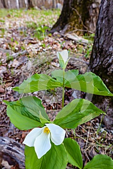 Snow Trillium Trillium nivale wild flower protected in Wisconsin