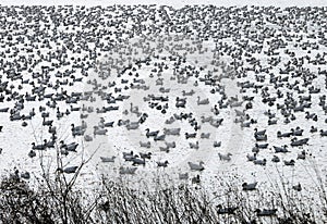 Snow and Tundra Geese Migration