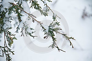 Snow on a twig