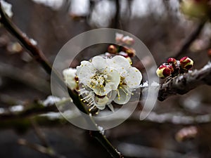 Snow on the Ume blossoms