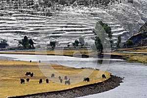 Snow view of tibetan village at Shangri-la China